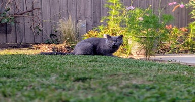 British Shorthair cats - Advert 13