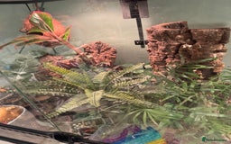 Gecko reptiles for sale: 2 female crested geckos, unusual colours  - Image 13