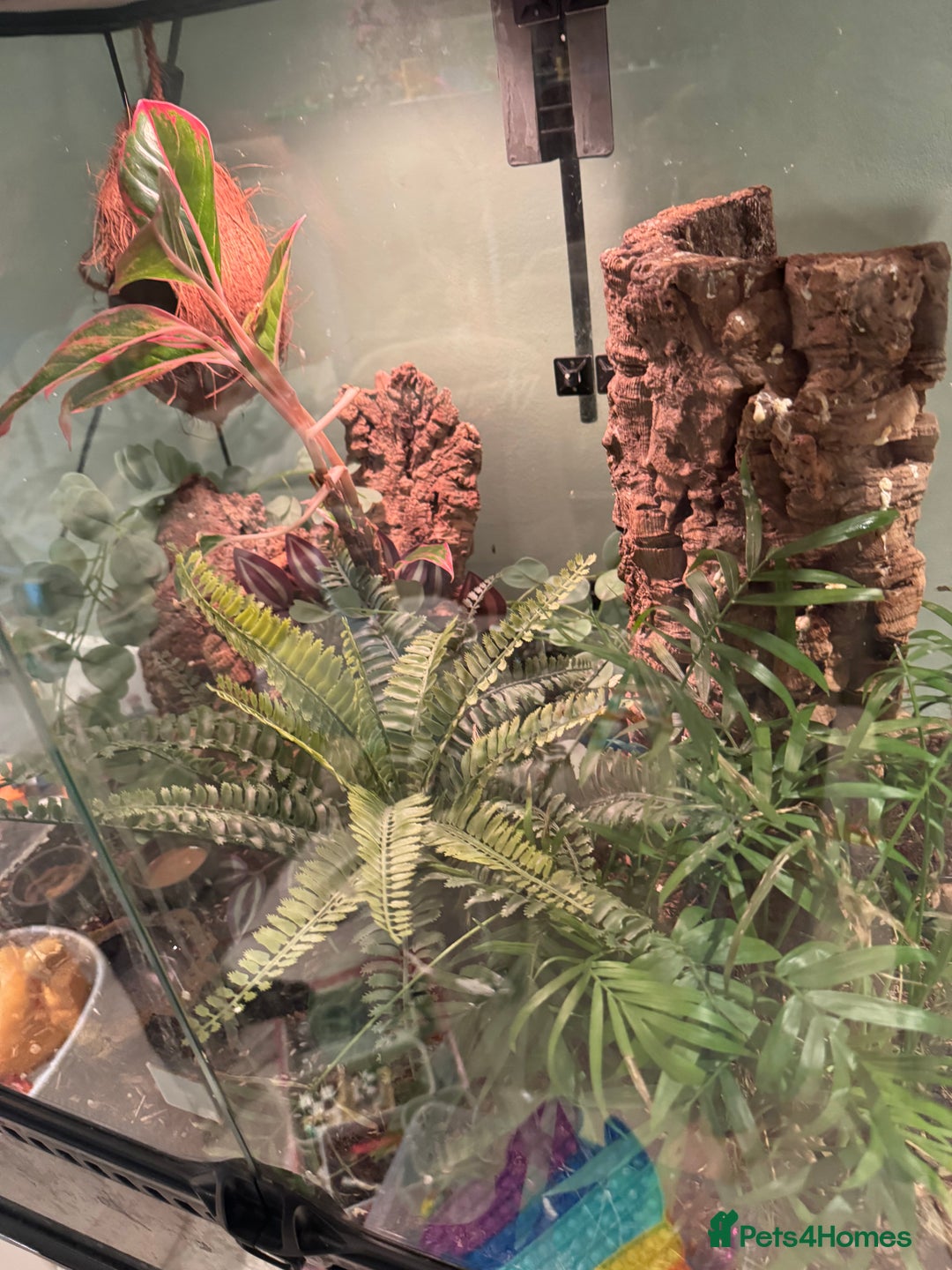 Gecko reptiles for sale: 2 female crested geckos, unusual colours  - Image 13