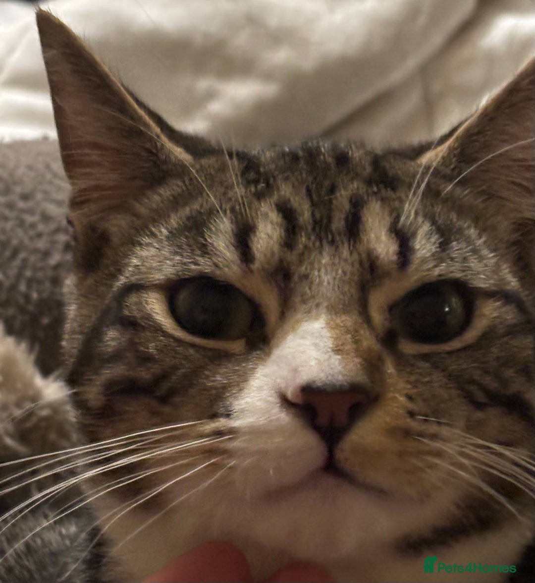 Mixed Breed cats for adoption: 9 mth old boy, vaccs, neut, would like a play mate - Advert 3