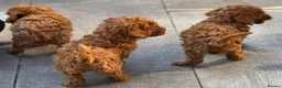 Toy Poodle dogs for sale: 4 Tiny toy Poodle puppies for sale - Advert 5