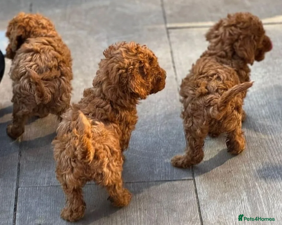 Toy Poodle dogs for sale: 4 Tiny toy Poodle puppies for sale - Advert 5
