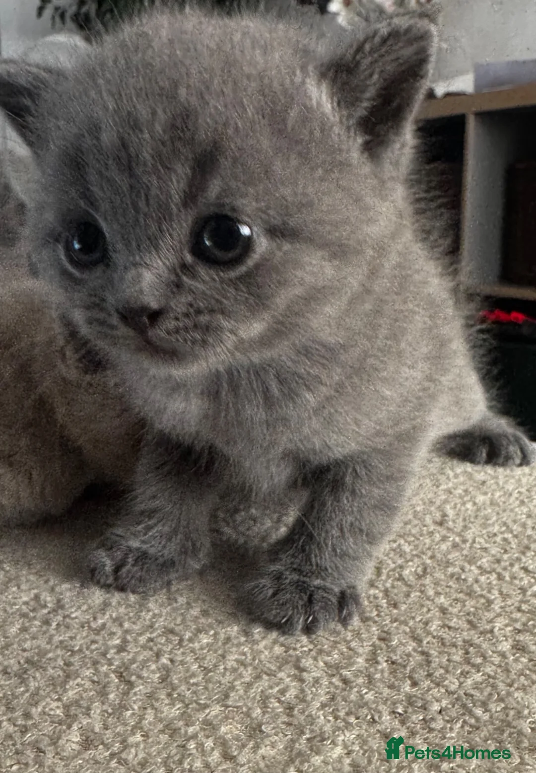 British Shorthair cats for sale: British shorthair kittens  - Advert 2