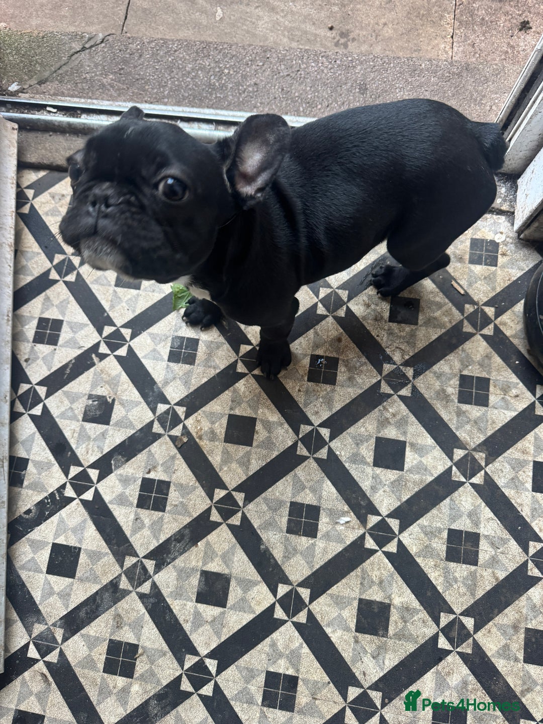 French Bulldog dogs for sale: Female French bulldog  - Advert 2