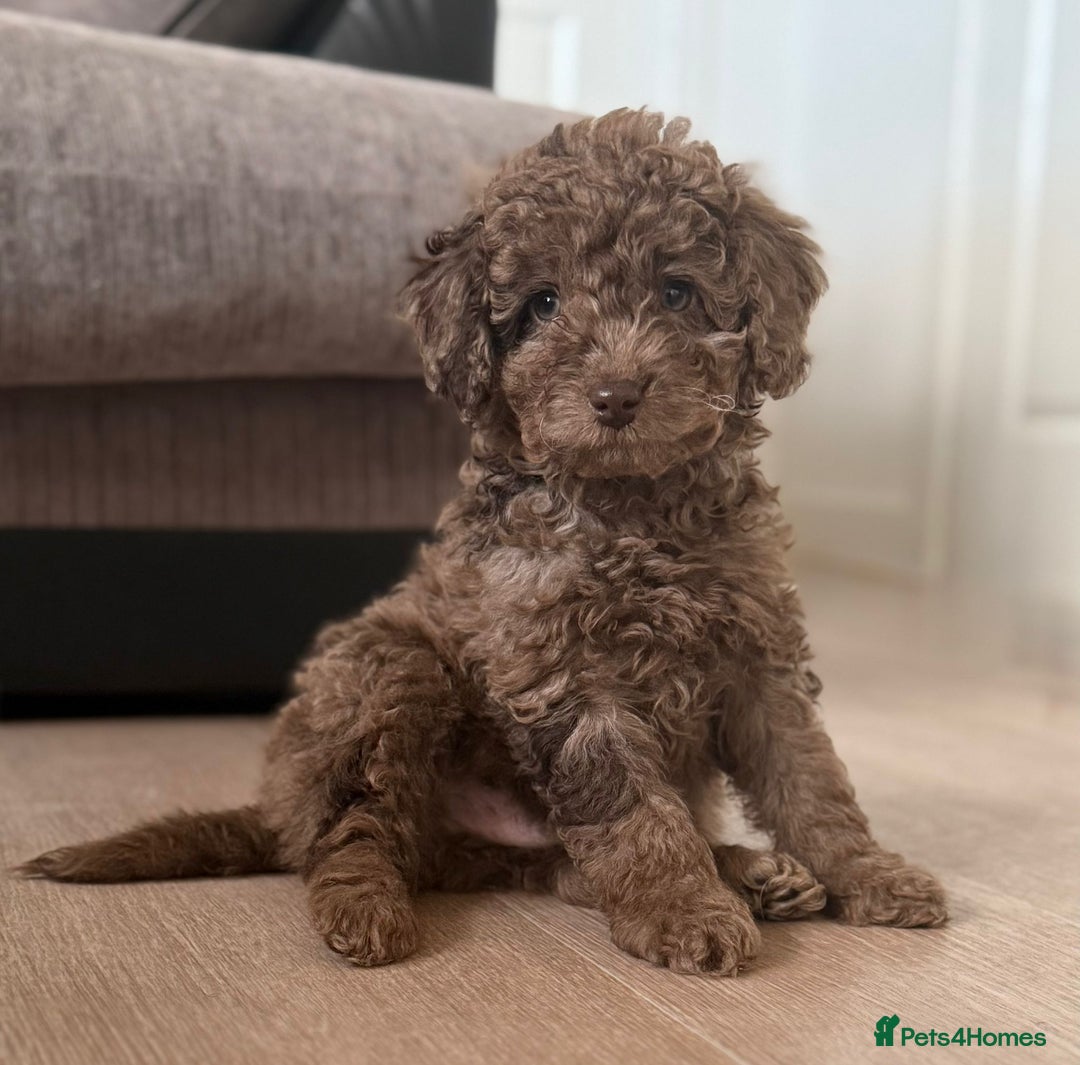 Labradoodle dogs for sale: READY NOW🧸Micro Miniature Teddybear Labradoodles  - Advert 1
