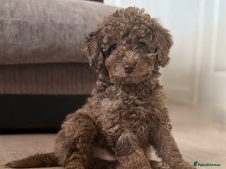 Labradoodle dogs READY NOW 🧸Miniature Teddybear Labradoodles - Advert 1