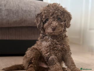 Labradoodle dogs READY NOW🧸Micro Miniature Teddybear Labradoodles - Advert 1