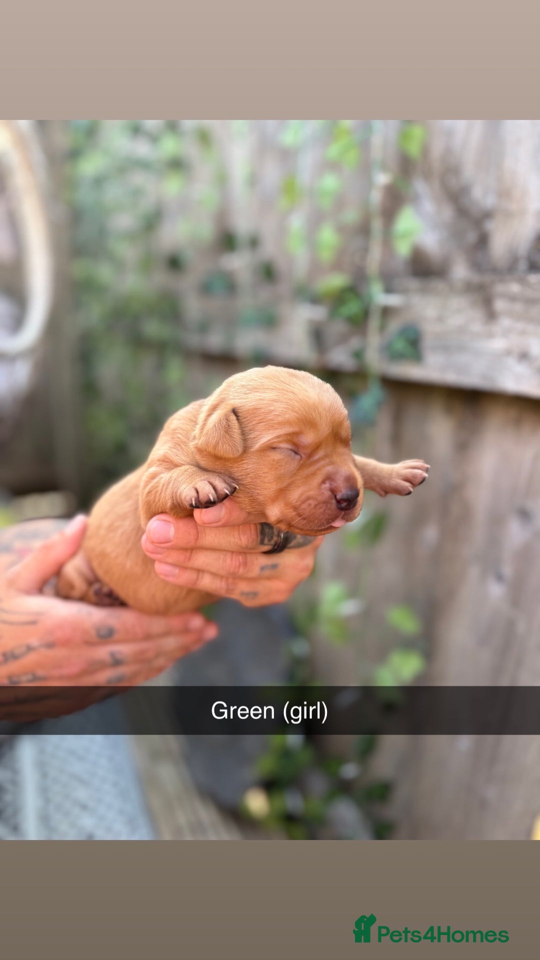 Labrador Retriever dogs for sale: Stunning Fox Red Labrador puppies  - Image 15