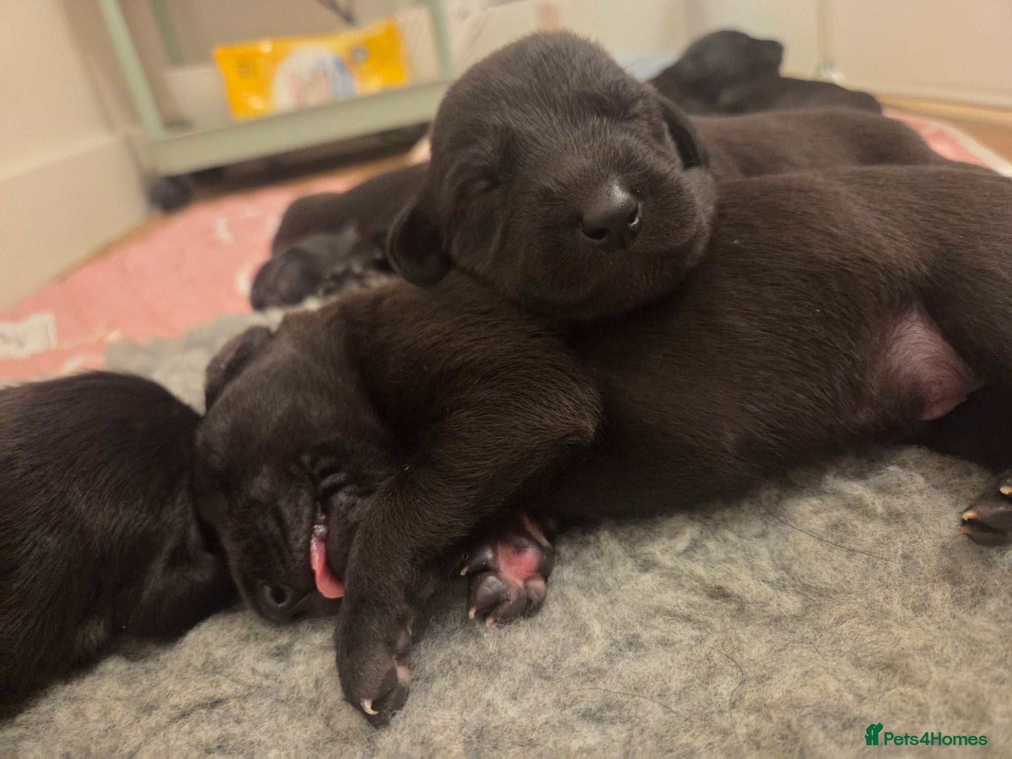 Mixed Breed dogs 🐾 Beautiful Labrador × Whippet Puppies! 🐾 - Advert 2