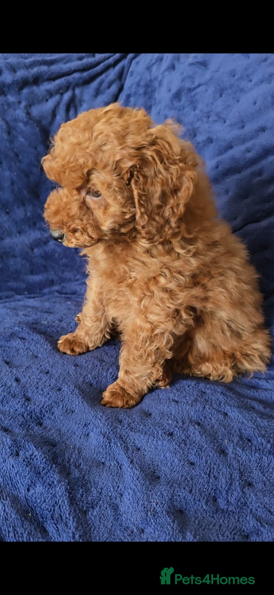 Toy Poodle dogs Beautiful red toy poodle boy - Advert 1