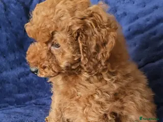 Toy Poodle dogs Beautiful red toy poodle boy - Advert 1