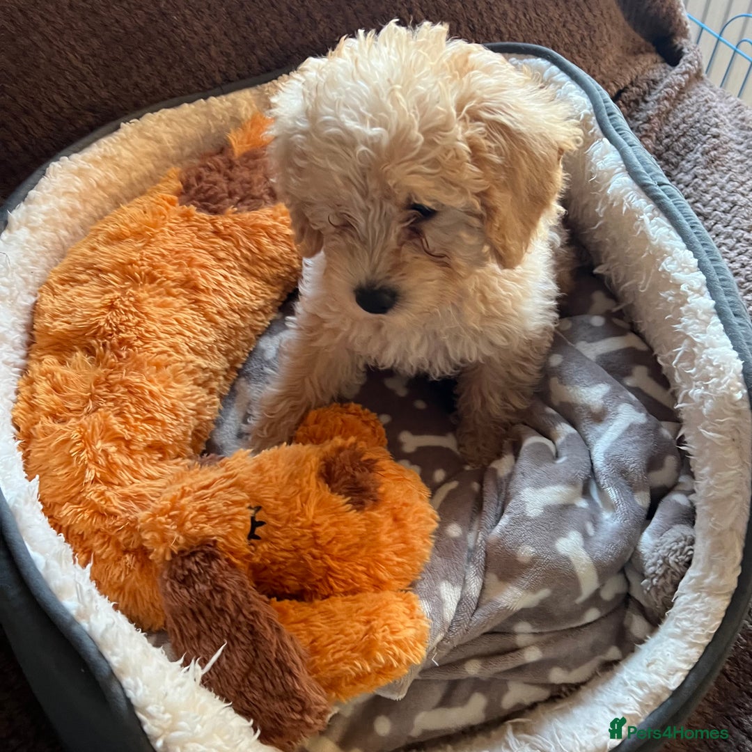 Mixed Breed dogs for sale: F1b Australian Labradoodle  - Advert 39