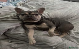 French Bulldog dogs for stud: KC Reg French Bulldog Lilac & Cream  - Image 13