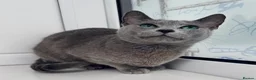 Russian Blue cats for sale: TICA Rusian Blue kittens  - Advert 2