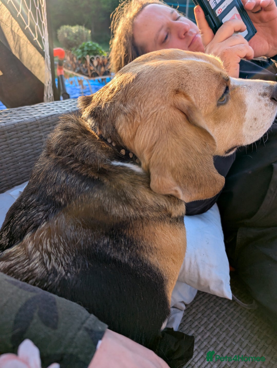 Beagle dogs for sale: Tricolour beagle  - Image 4