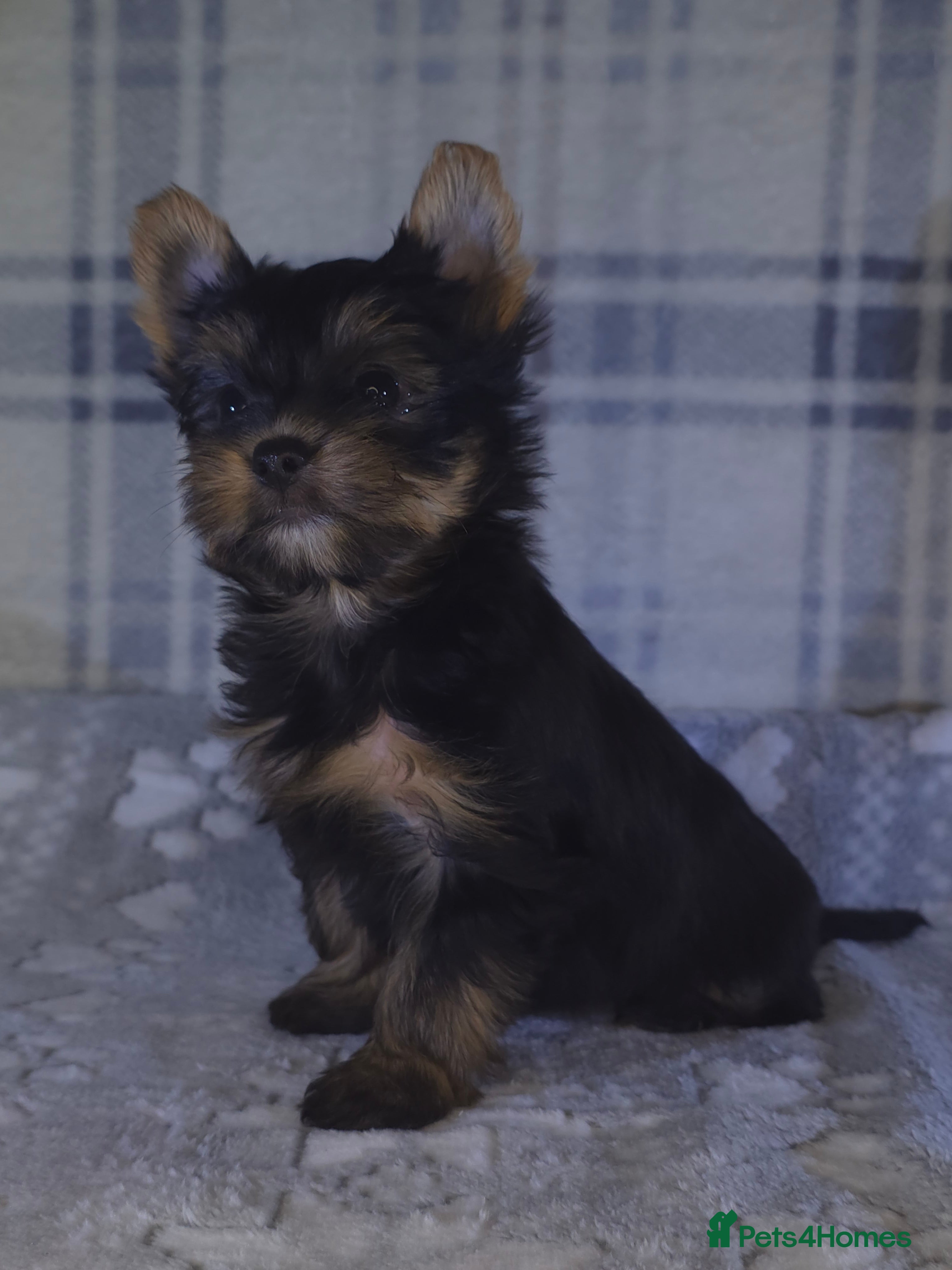 Yorkshire Terrier dogs For sale Tiny Yorkshire Terrier READY 09.01.2026 - Advert 6