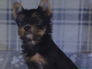 Yorkshire Terrier dogs For sale Tiny Yorkshire Terrier READY 09.01.2026 - Advert 4