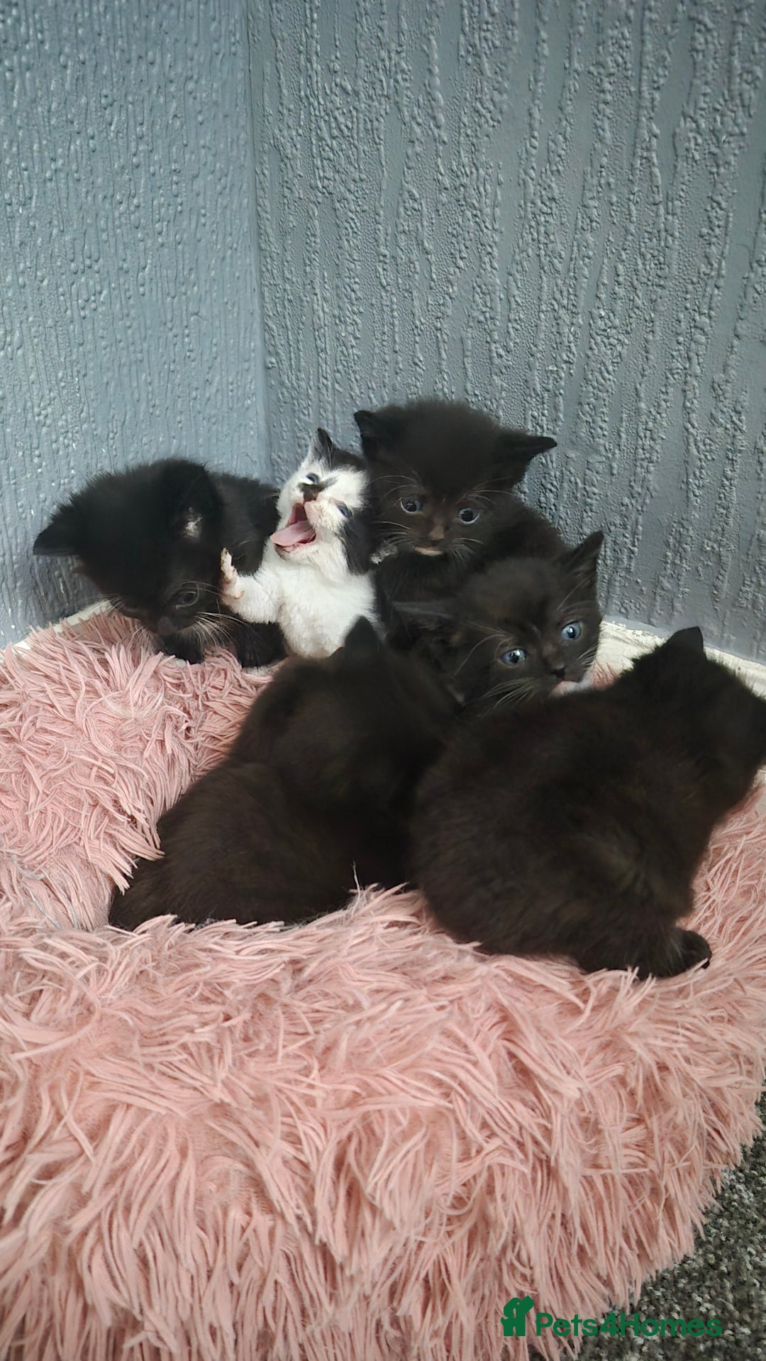 British Shorthair cats for sale: 7 kittens available from beginning of October.  - Image 1