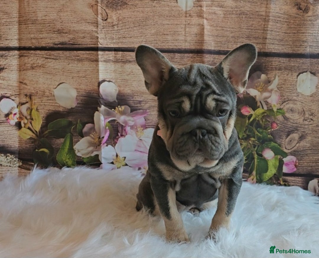 French Bulldog dogs for sale: BEAUTIFUL BIG  **  VELVET GIRL 🥰 - Advert 8