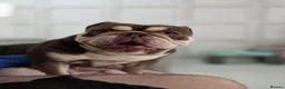 English Bulldog dogs for sale: Gorgeous Muffin Looking For Forever Home - Advert 1