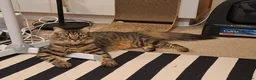 Mixed Breed cats for sale: Beautiful & friendly Ragdoll/Maine Coon siblings - Advert 12