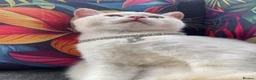 British Shorthair cats for sale: Cream point boy  - Advert 4
