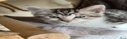 Bengal cats for sale: Soft fluffy bengals - Advert 4