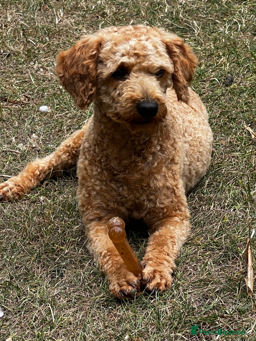 Toy Poodle dogs for stud: KC Registered Red Toy Poodle Fully DNA Tested in Radstock - Image 18