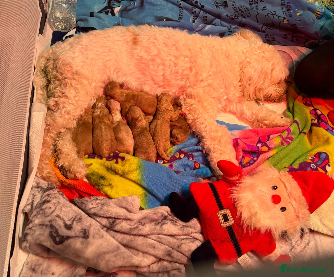 Cavapoo dogs for sale: Cavapoo for sale - Advert 6