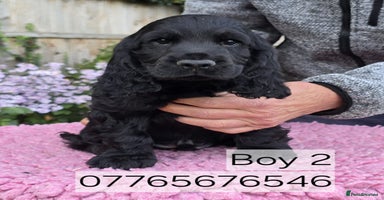 Cocker Spaniel dogs - Advert 10