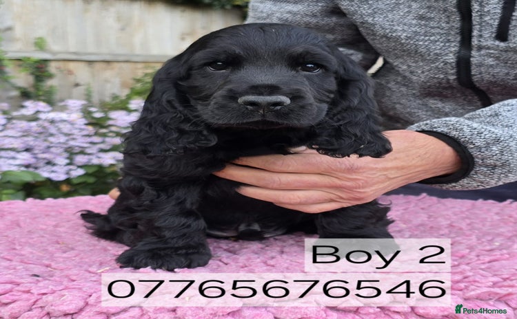 Cocker Spaniel dogs - Advert 3