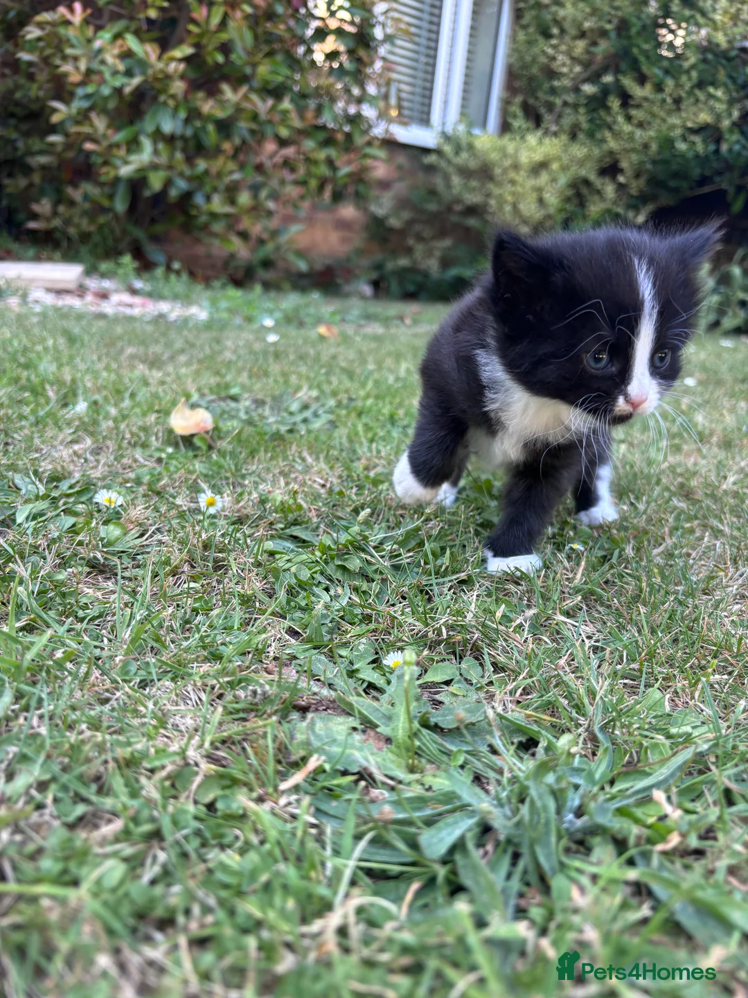 Mixed Breed cats for sale: Kittens  in South Ockendon - Advert 2