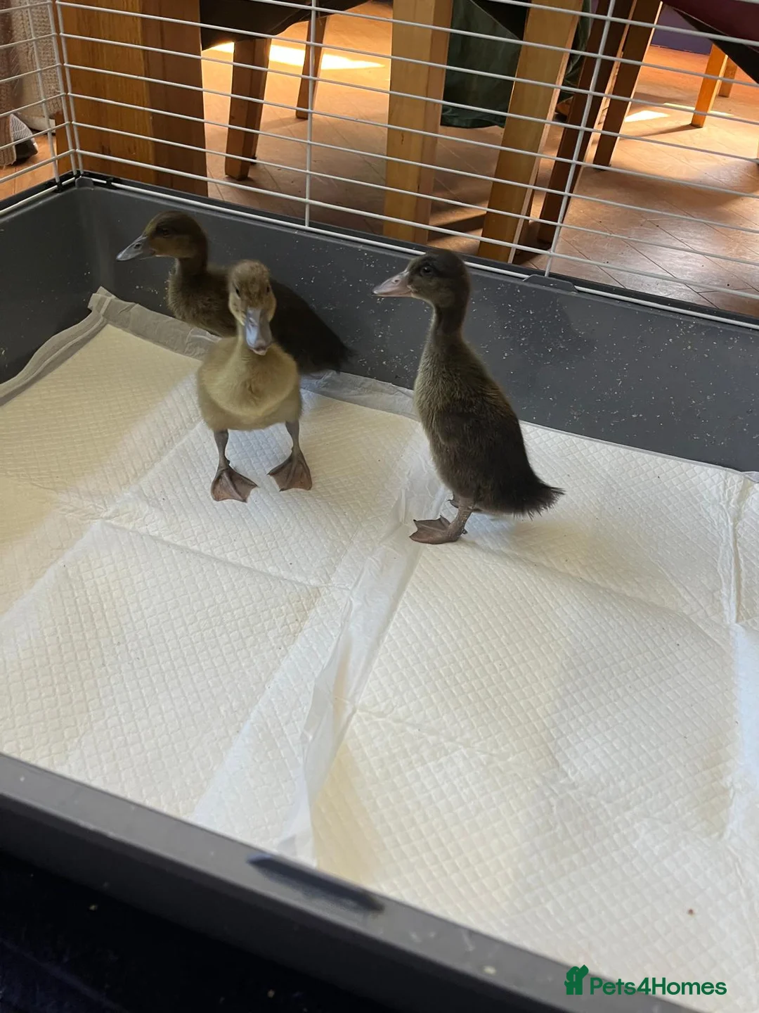 Ducks poultry for sale: 3 female Indian runner x harlequin ducklins in Caerphilly - Advert 1