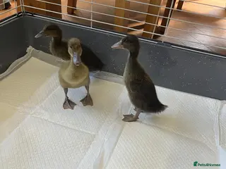 Ducks poultry 3 female Indian runner x harlequin ducklins - Advert 2