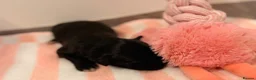 Australian Labradoodle dogs for sale: Australian double doodle puppies  in Kettering - Advert 17