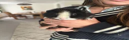Guinea Pig rodents for sale: Two Teddy Guinea Pig Brothers  in Poole - Advert 1