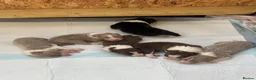 Border Collie dogs for sale: KC Registered Show Border Collie Puppies in Purley - Advert 8