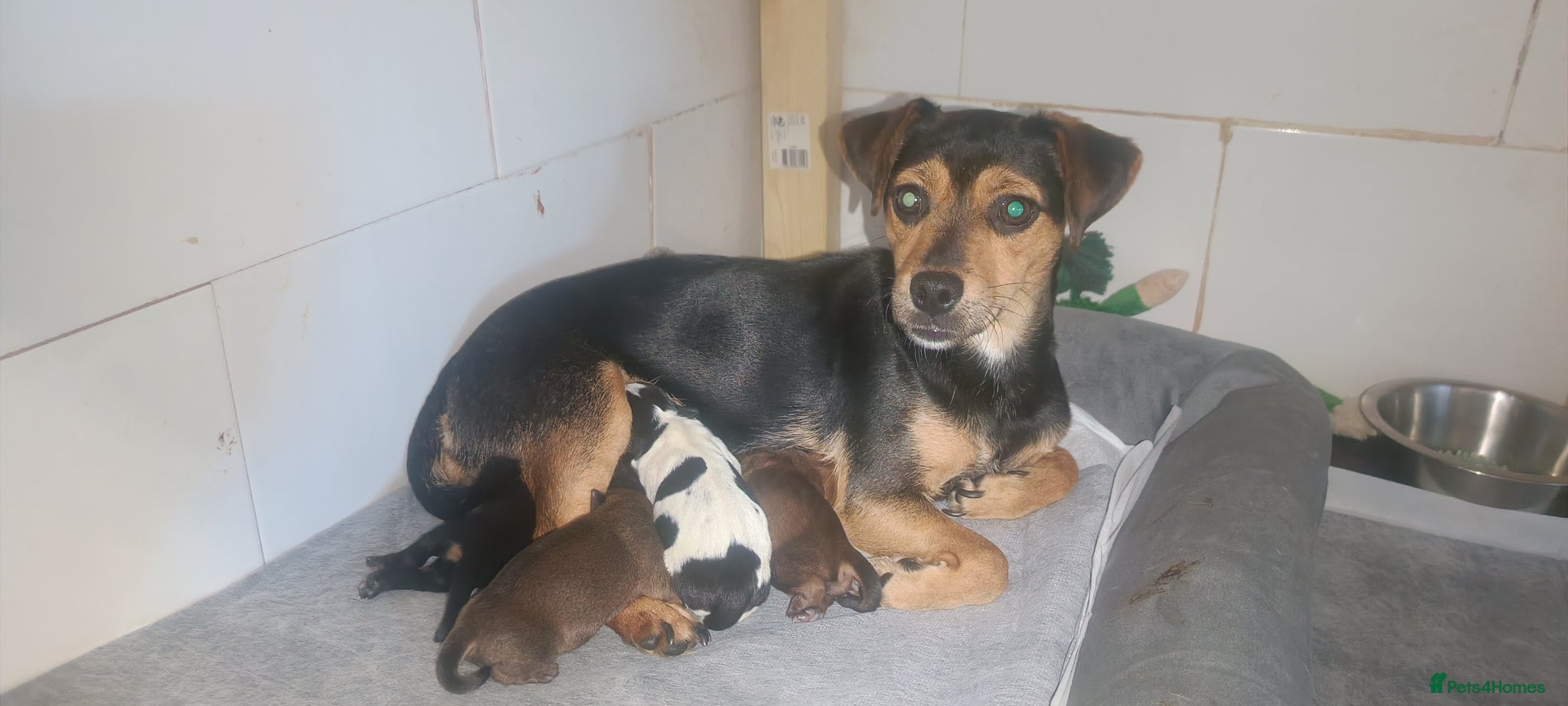 Jack Russell dogs Miniature jack Russell puppies two girls  - Advert 6