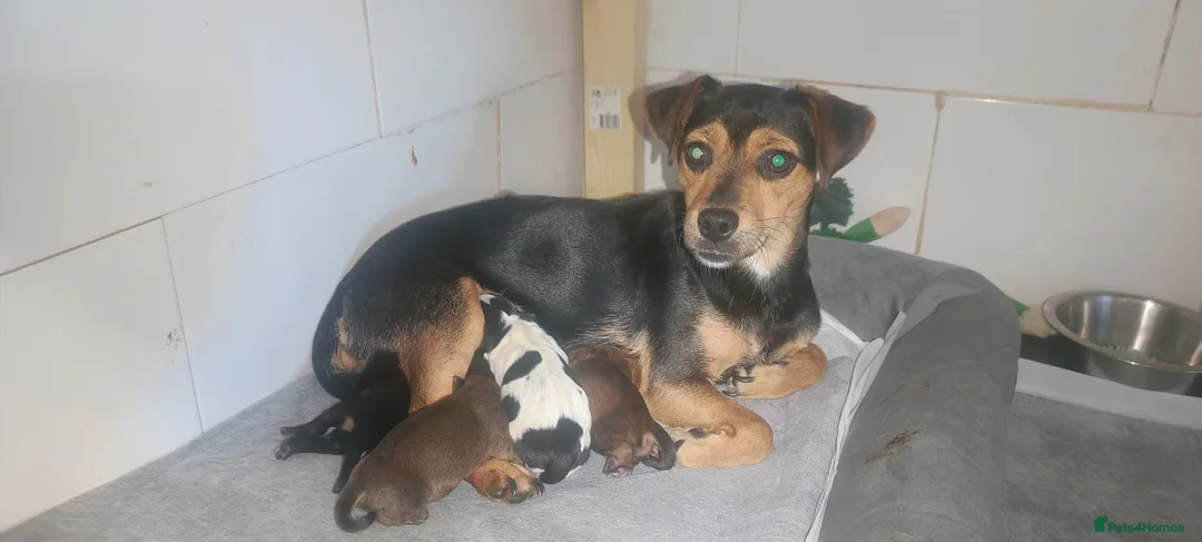 Jack Russell dogs for sale: Miniature jack Russell puppies two girls  in Aylesford - Advert 1