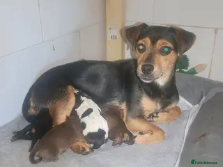 Jack Russell dogs Miniature jack Russell puppies two girls - Advert 5