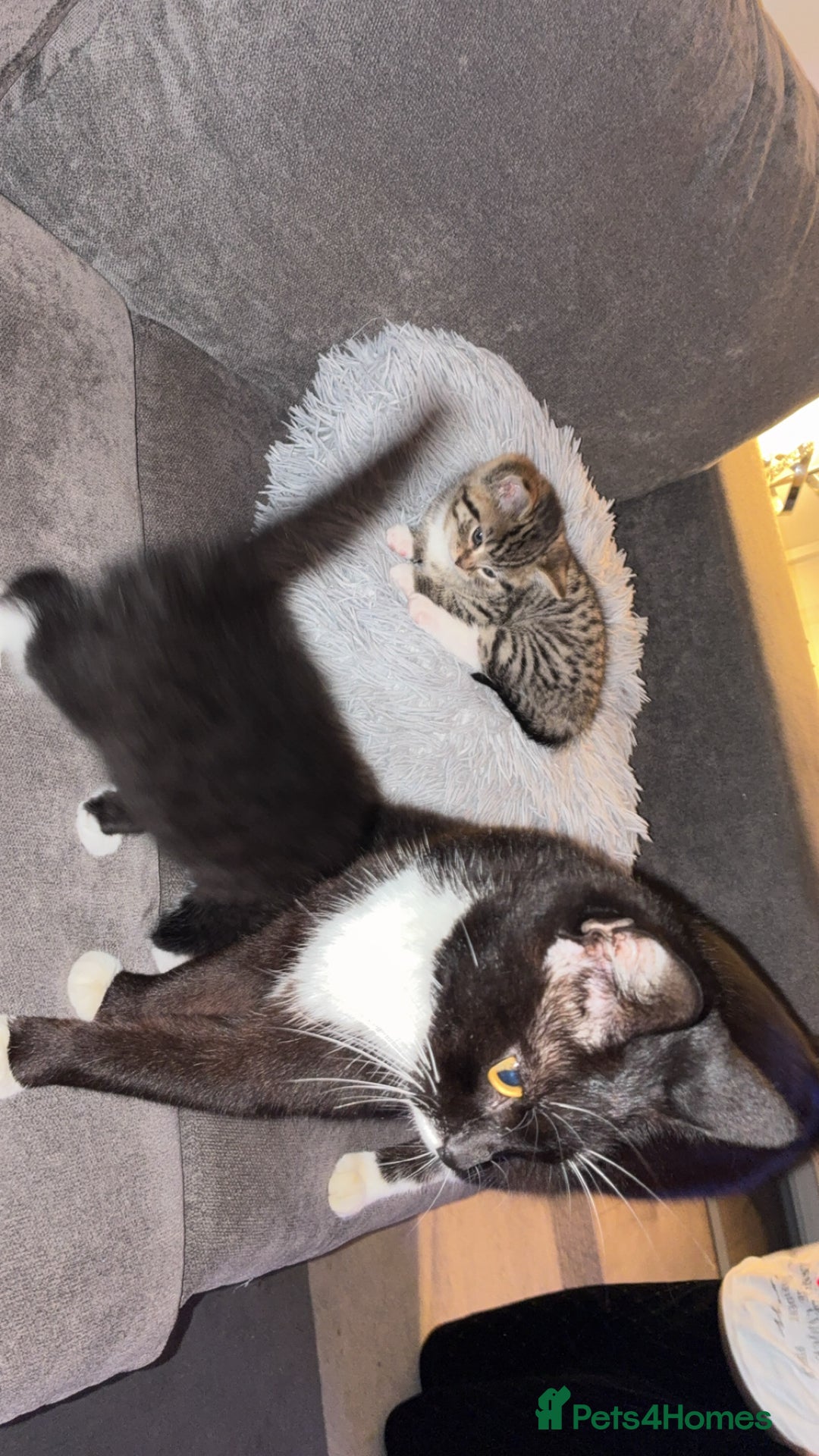 Mixed Breed cats for sale: 2 beautiful female kitten for sale  - Advert 3