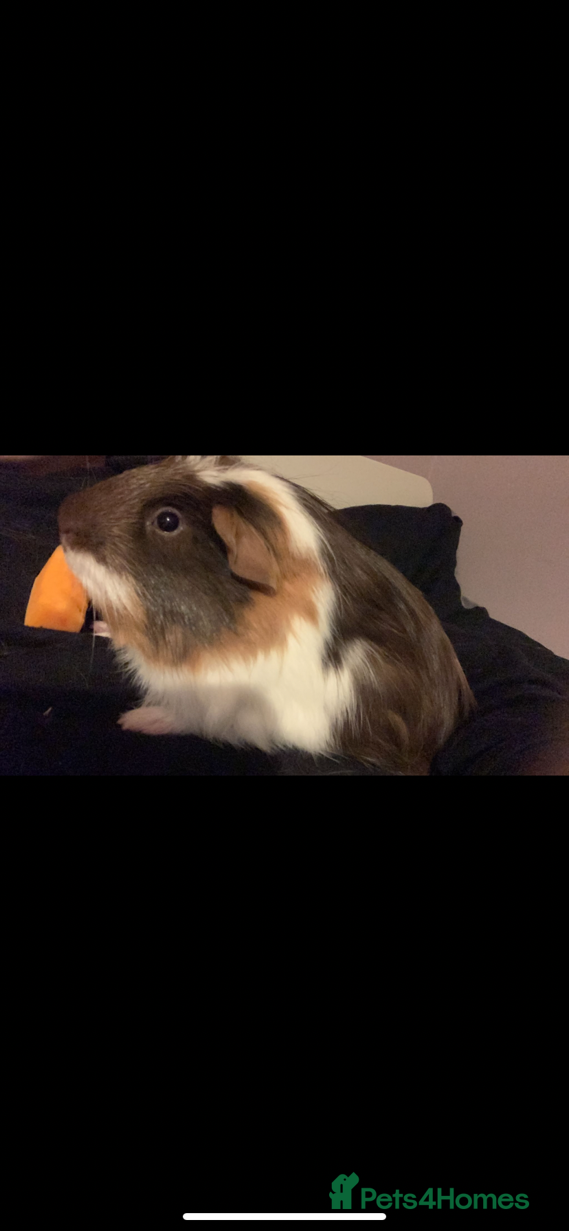 Guinea Pig rodents 4yr old Guinea pig for rehoming  - Advert 1
