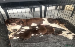 Sprocker dogs for sale: Sprocker spaniel pups  - Image 2