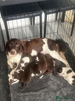 Sprocker dogs - Advert 1