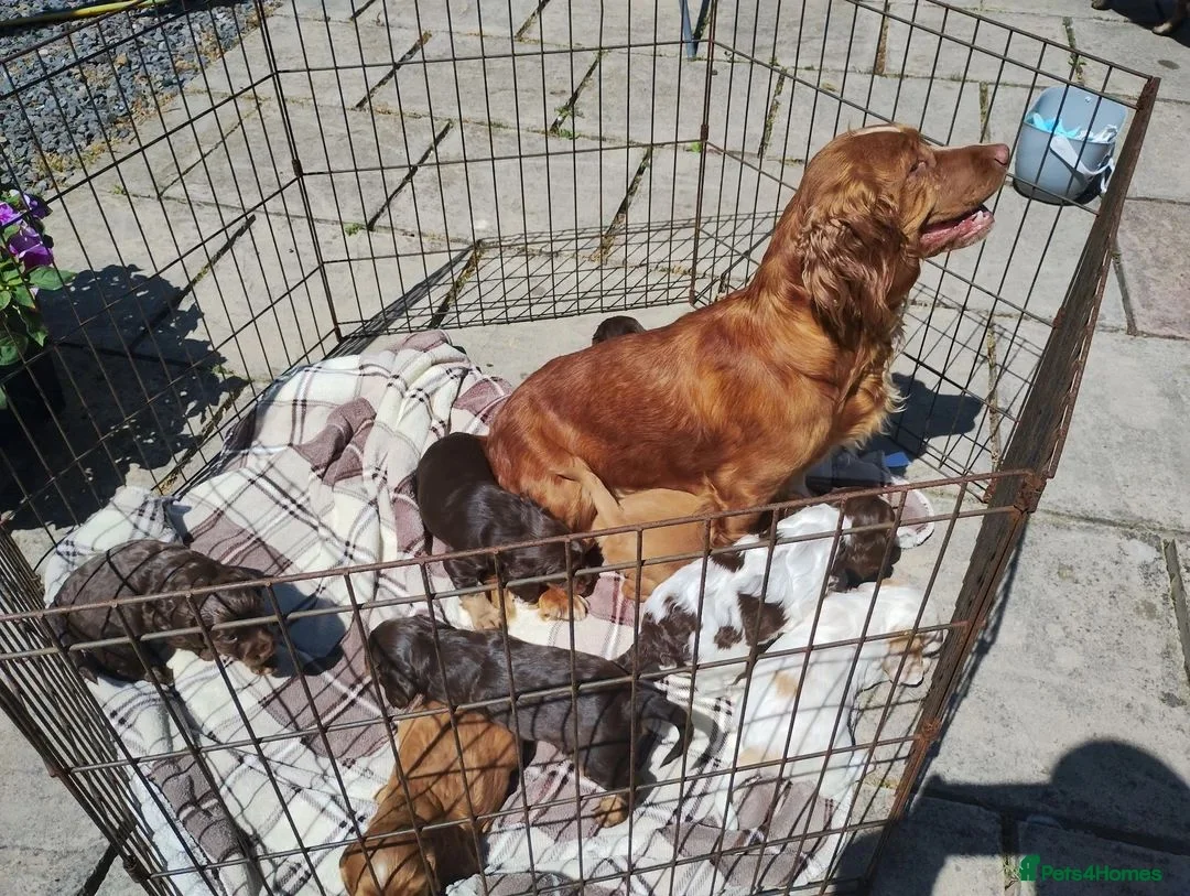 Cocker Spaniel dogs for sale: Beautiful Cocker Spaniel Puppies – 1 Boy, 2 Girls. in Northampton - Advert 2