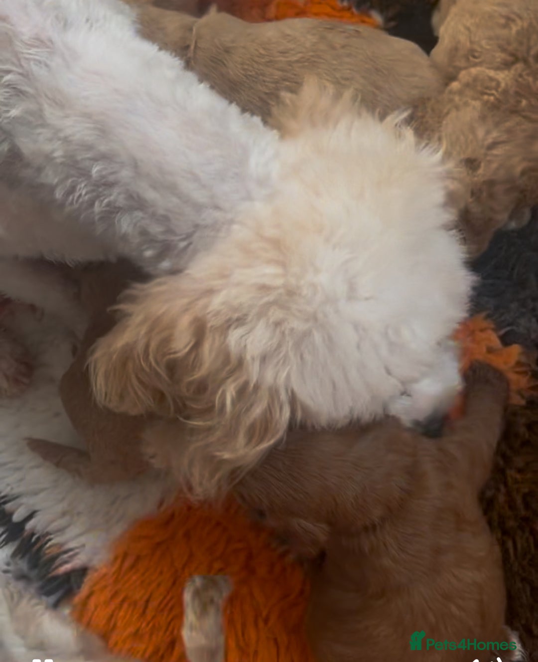 Cavapoo dogs for sale: READY TODAY - Image 3