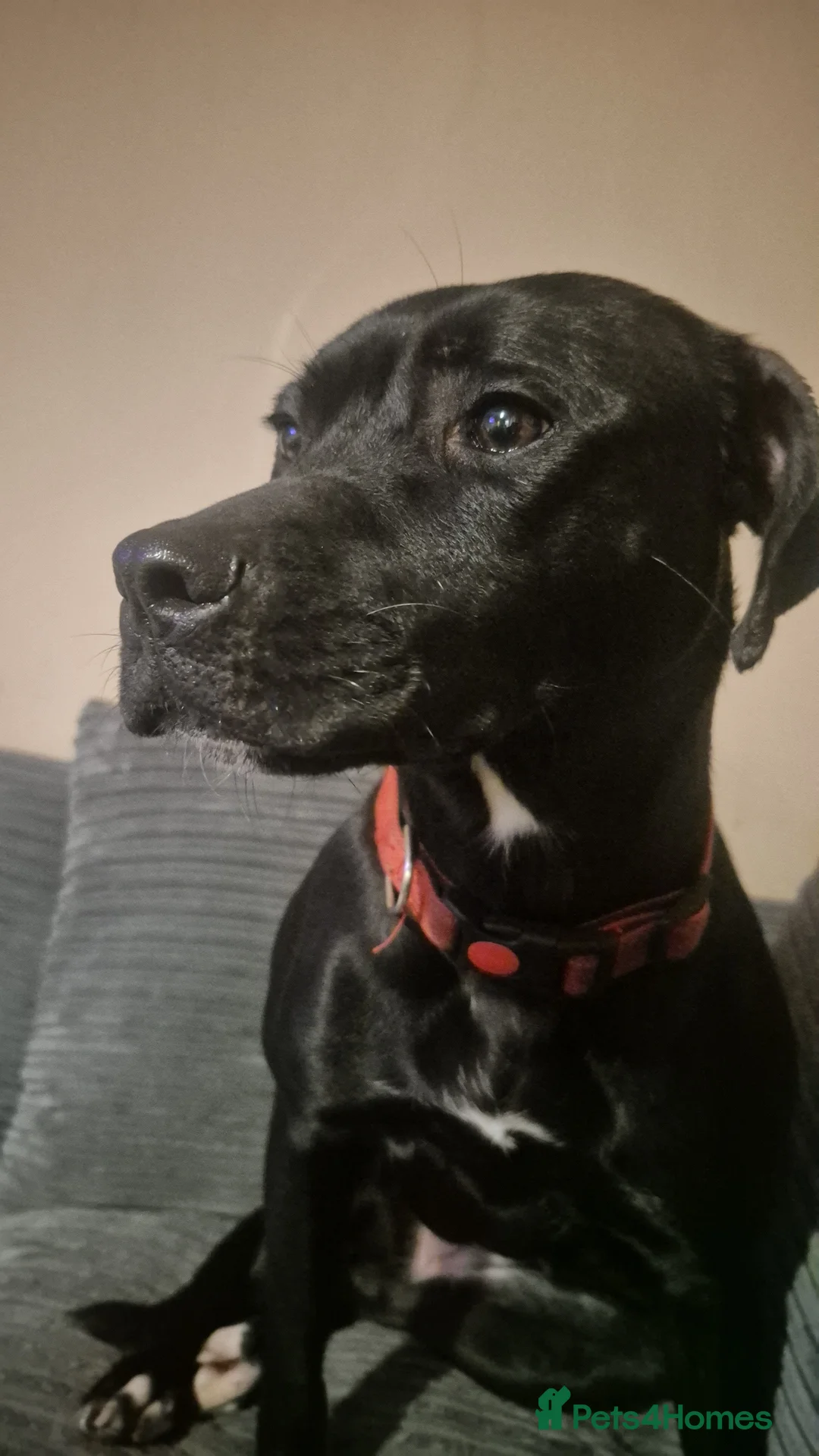 Mixed Breed dogs for sale: Lab x Staff - OPEN TO OFFERS - Advert 2