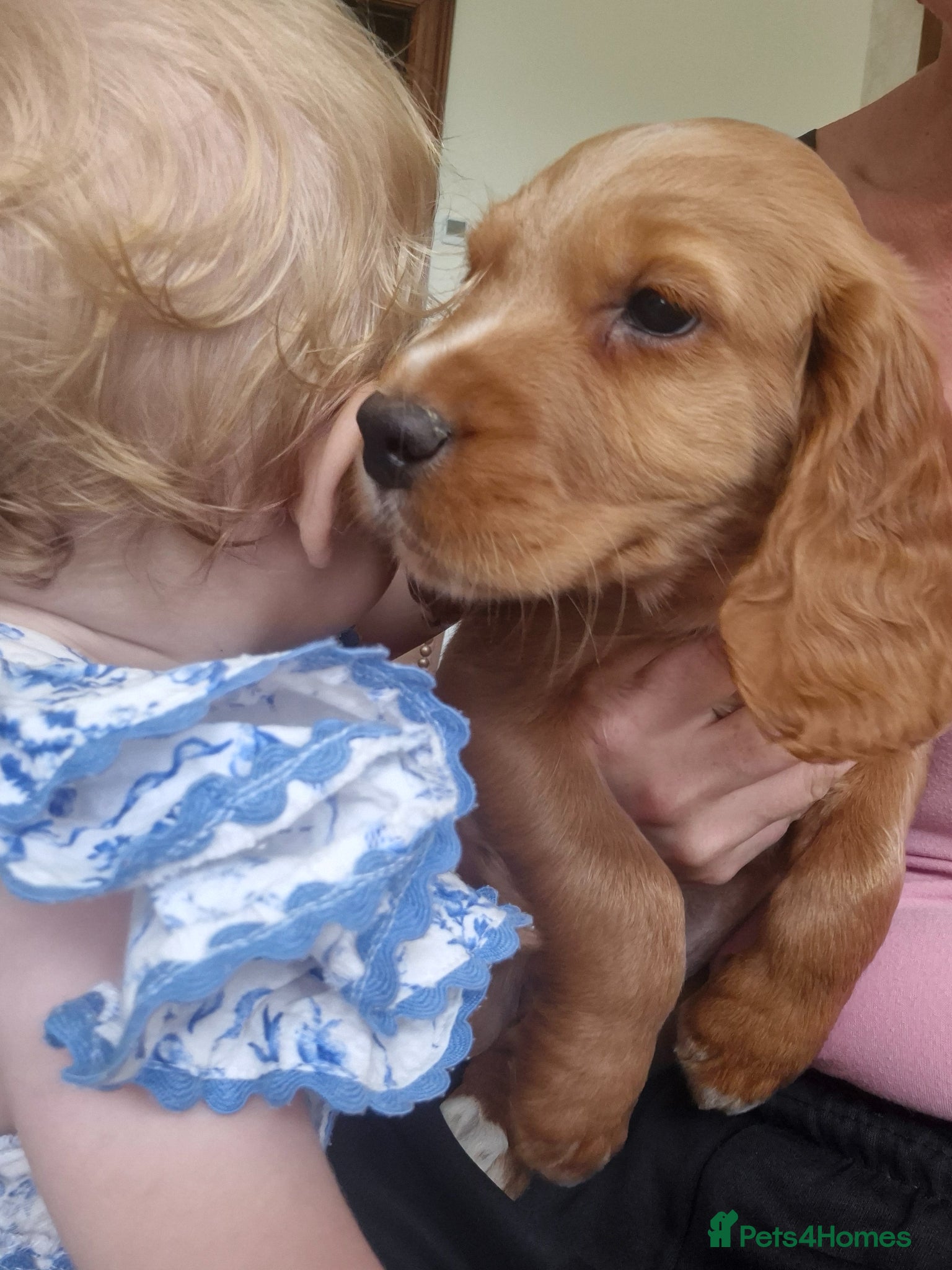 Cocker Spaniel dogs Kc registered working cocker puppies - Advert 2