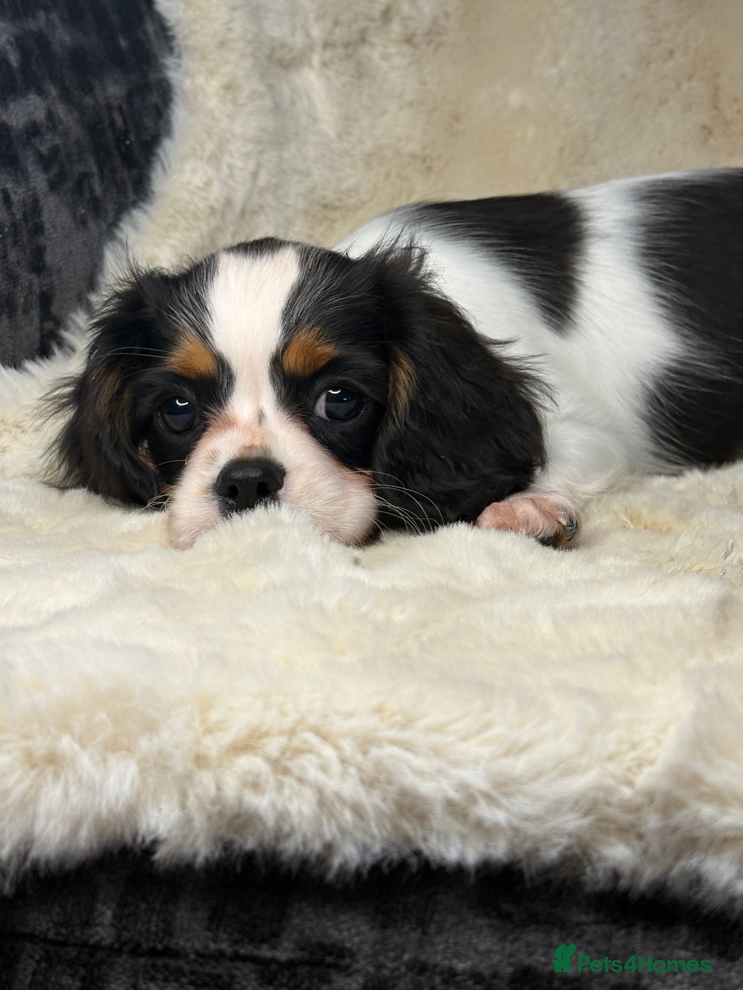 Cavalier King Charles Spaniel dogs for sale: Health tested cavalier puppies  - Advert 17