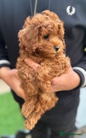 Cavapoo dogs - Advert 14